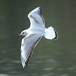 Junge Lachmöwe im Flug