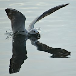 Junge Lachmöwe beim Landen im See