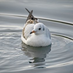 Junge Lachmöwe im See