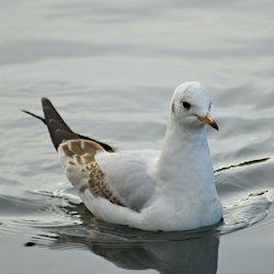 Junge Lachmöwe im See