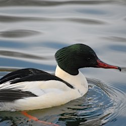 Gänsesäger Männchen im See