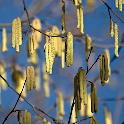 Viele gelbe Haselkätzchen vor blauem Himmel