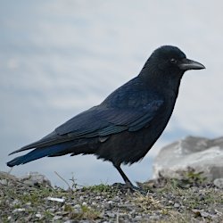 Krähe