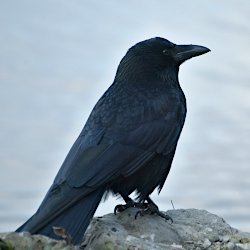 Krähe