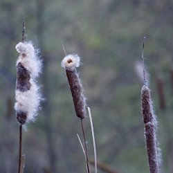 Rohrkolben mit Flugsamen