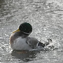 Stockente Erpel wirbelt Wasser auf