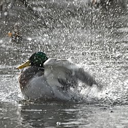Stockentenerpel wirbelt noch mehr Wasser auf