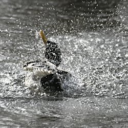 Stockentenerpel wirbelt noch mehr Wasser auf