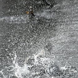 Stockentenerpel ist hinter dem aufgewirbelten Wasser fast nicht mehr zu sehen