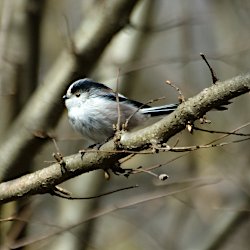 Schwanzmeise im Geäst