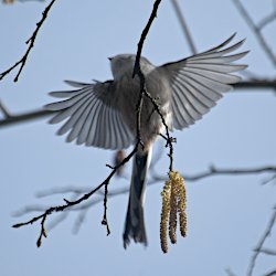 Schwanzmeise mit ausgebreiteten Flügeln