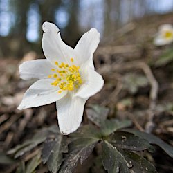 Buschwindröschen im Wald