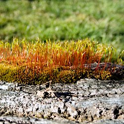 Rotes Moos auf totem Baumstamm