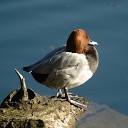 Tafelente auf Baumstamm