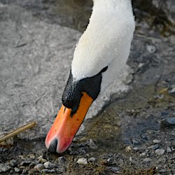 Höckerschwan Kopf