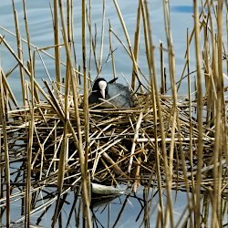 Blässhuhn auf Nest im Schilf