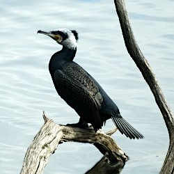 Kormoran auf Ast im See