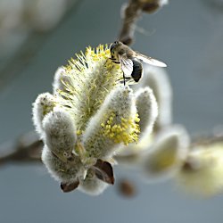 Weidenkätzchen mit Biene
