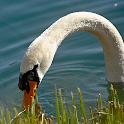 Höckerschwan mit gebogenem Hals