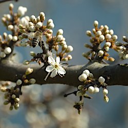 Weissdornblüten und -knospen