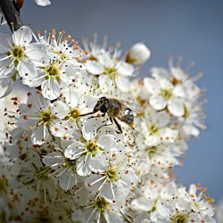 Weissdornblüten und Biene