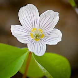 Kleeblüte