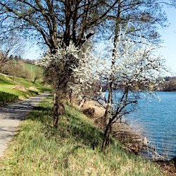 Landschaft mit blühendem Weissdorn