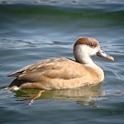 Weibliche Kolbenente im See