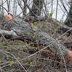 Wandermuscheln an Baumstamm