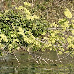 Baum im Wasser - Bergulme?