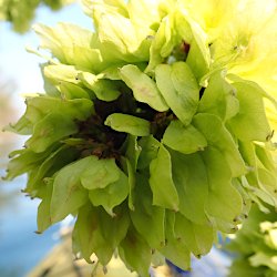Blüten oder Früchte?