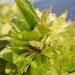 Blüten oder Früchte?