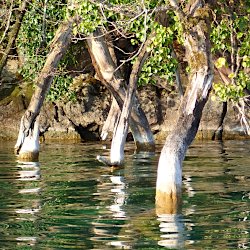 Baum/Äste im Wasser