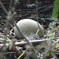 Ei von Blässhuhn im Nest