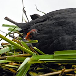 Blässhuhn-Küken im Gefieder der Mutter versteckt