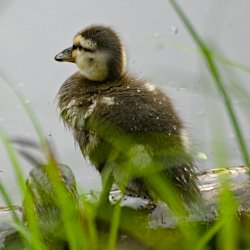 Stockenten-Küken im Schilf