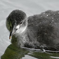 Blässhuhn