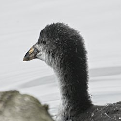 Blässhuhn
