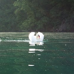 Höckerschwan mit aufgestellten Flügeln