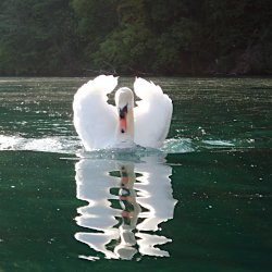 Höckerschwan mit aufgestellten Flügeln