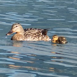 Stockente Mutter mit Küken