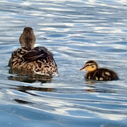 Stockente Mutter mit Küken