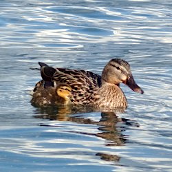 Stockente Mutter mit Küken