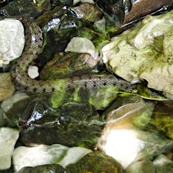 Schlange im Flachwasser
