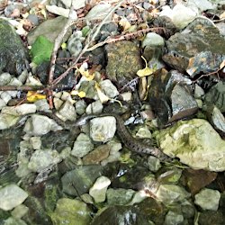 Schlange im Flachwasser zwischen Steinen und Ästen