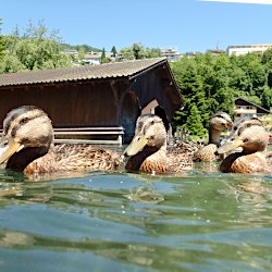 Stockenten