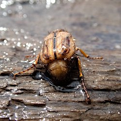 Gerippter Brachkäfer
