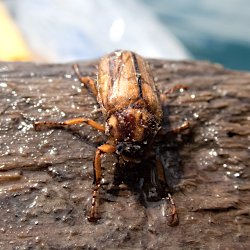 Gerippter Brachkäfer