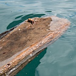 Junikäfer auf Holz im See