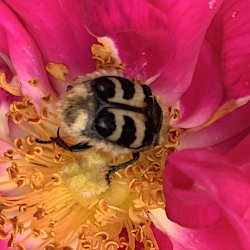gebänderter Pinselkäfer auf Rosenblüte